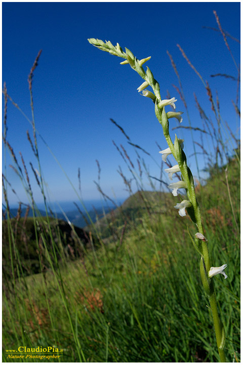 spiranthes aestivalis, fiori di montagna, fiori alpini in Alta Val d'Aveto